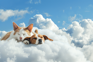 Cremazione Singola Eterna